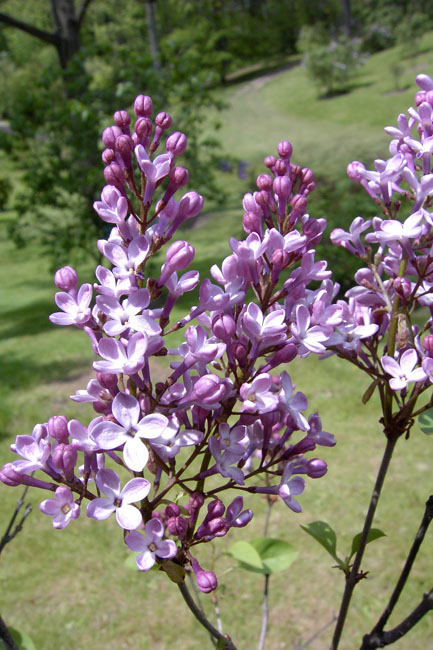 Suringa hyacinthiflora "Dark Night"